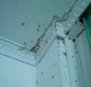 白蚁危害房屋工程案例